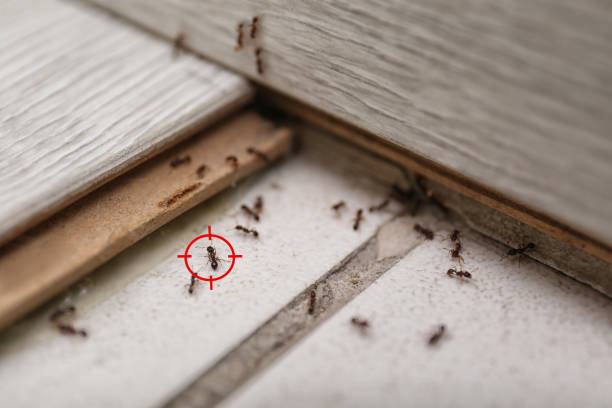 Trusted Gold Hill, OR Pest Control Experts