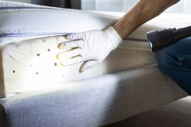 Best Rat Extermination Near Me  in Gold Hill, OR