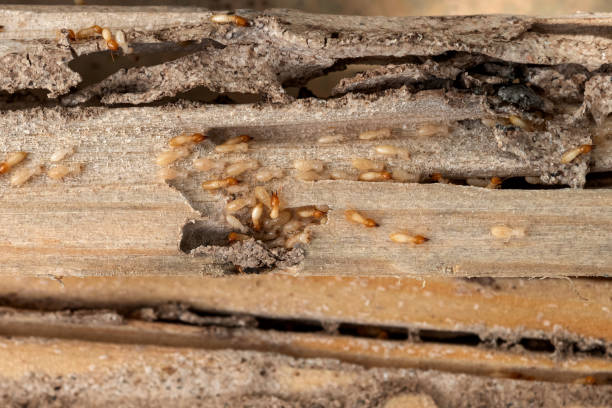 Best Cockroach Control Services  in Gold Hill, OR