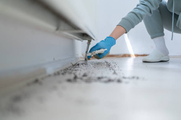 Best Wasp Removal Services  in Gold Hill, OR
